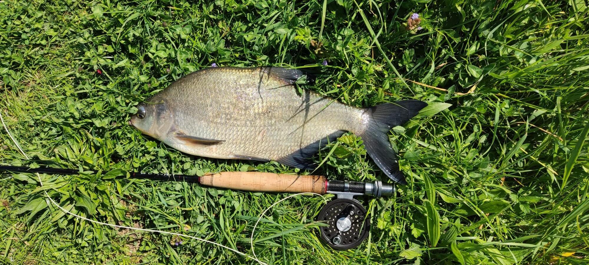 Giebel 41cm enkele Wiericke B. Stolk